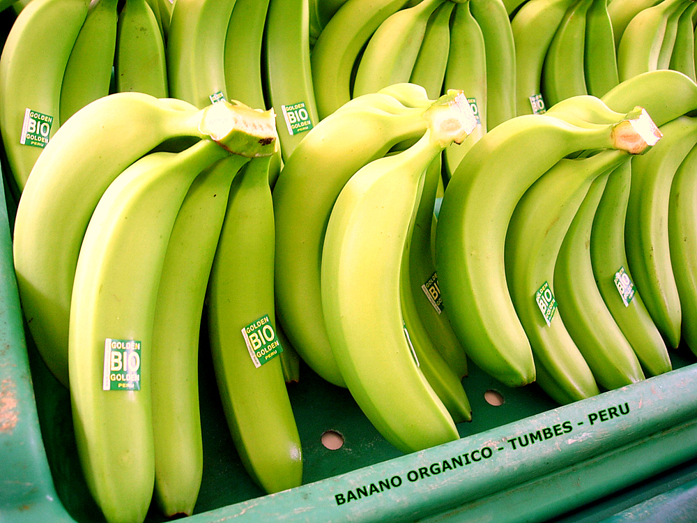 Bananes Cavendish Bio