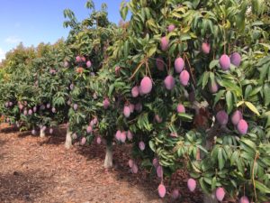 cosecha de mangos